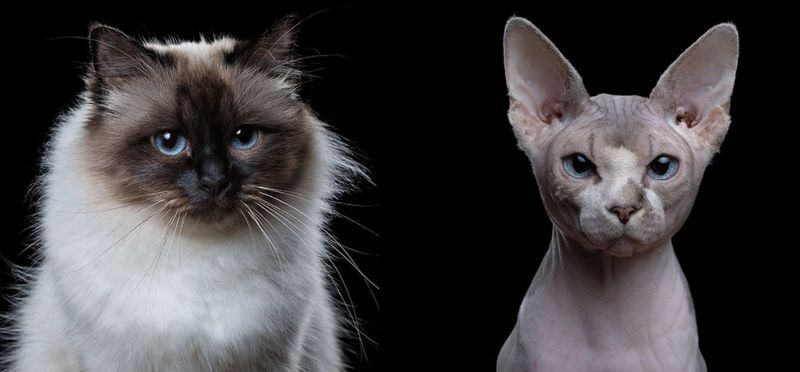 Фотограф снимает примечательные портреты котов, подчеркивающие их личность