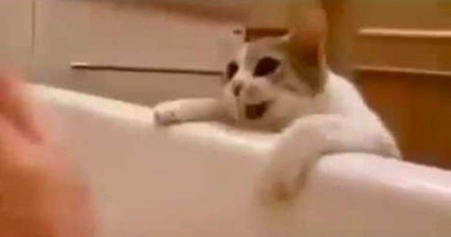 Кошка думает, что хозяйка тонет в ванной: реакция умиляет