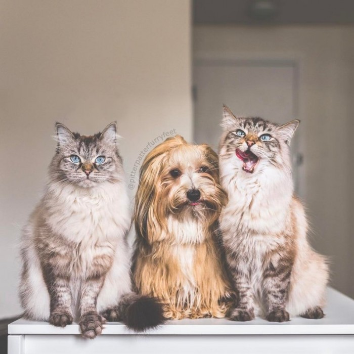 Это семейство доказывает, что кошки и собаки могут быть  неразлучны