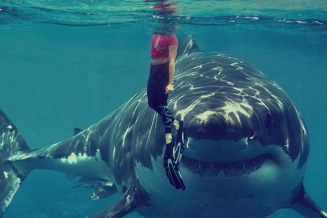 Оказывается, акула никогда не нападет на человека, если рядом с ним будет находиться дельфин