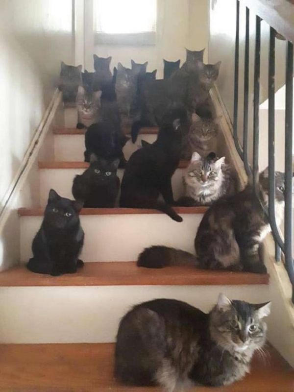«По уши в котятах»: в доме женщины было обнаружено 120 мурлык