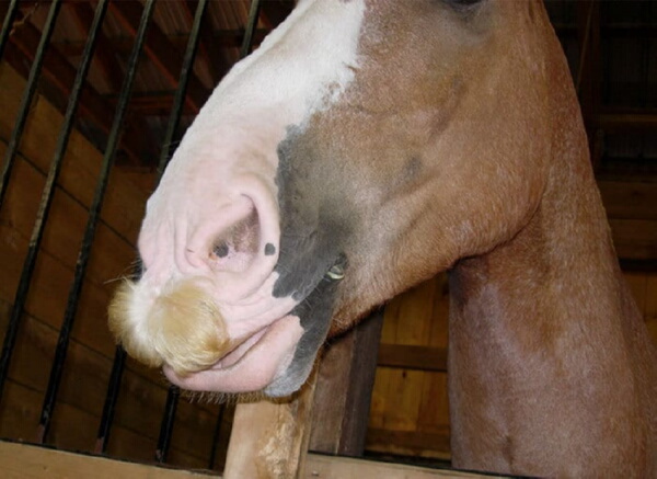 Оказывается, что и у лошадей бывают усы, и выглядит это неожиданно очаровательно
