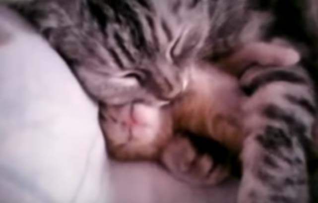 Трогательное видео про маму-кошку, заботливо охраняющую сон котёнка