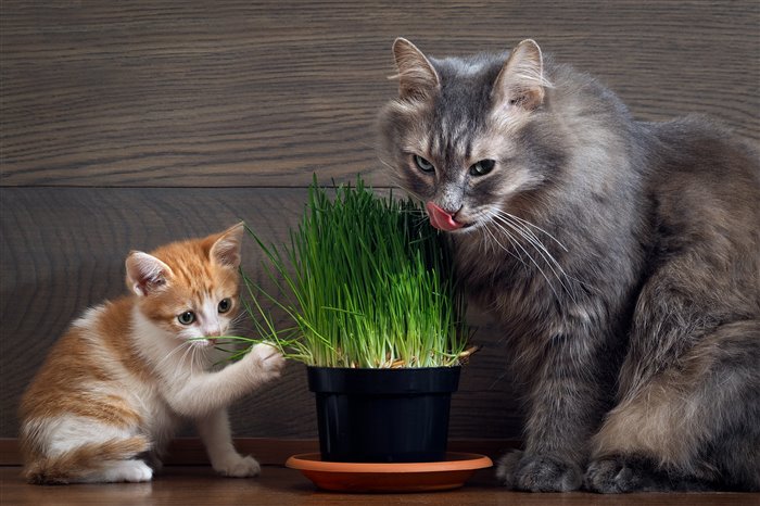 9 самых полезных трав для кошачьего здоровья