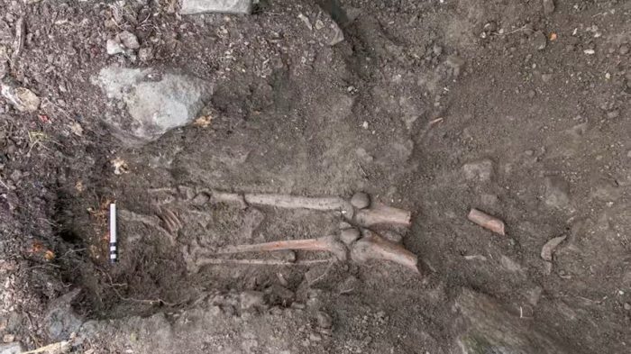 1000 лет его кости были скрыты в корнях дерева. Его удалось обнаружить только благодаря сильному урагану