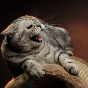 Почему у кошки происходят внезапные приступы агрессии