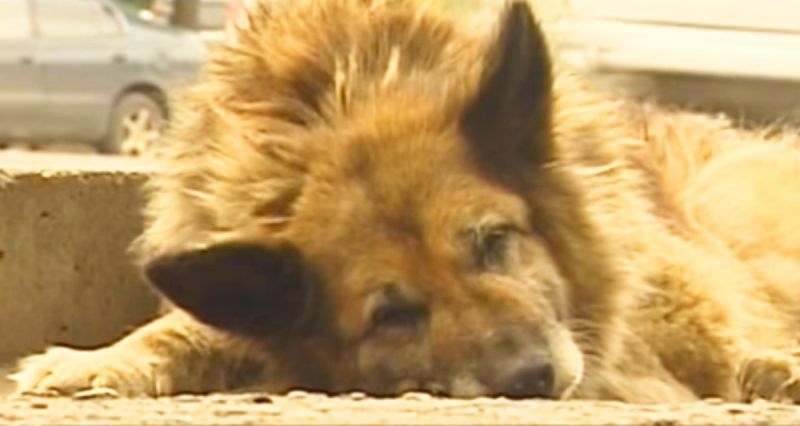 12 лет собака ждала своего погибшего хозяина. Трогающая до слез история современного Хатико!