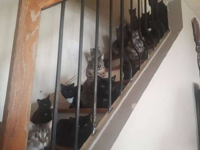 «По уши в котятах»: в доме женщины было обнаружено 120 мурлык