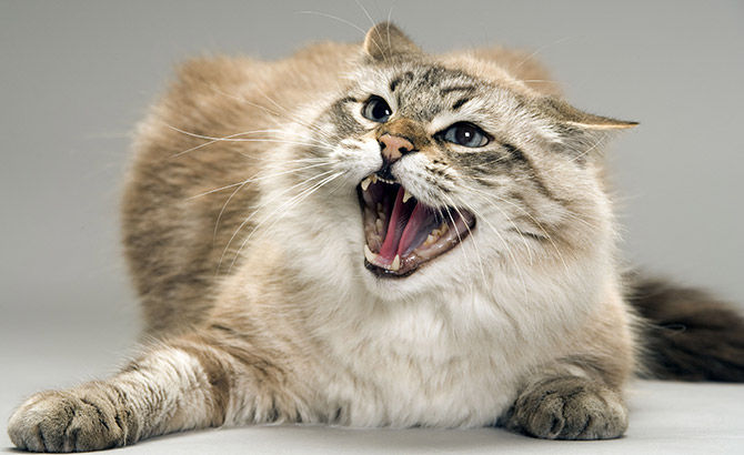 Почему у кошки происходят внезапные приступы агрессии
