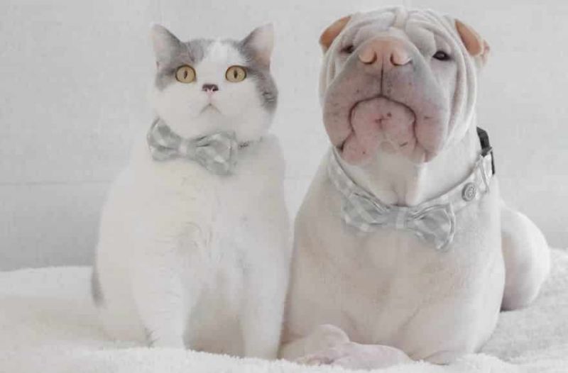 Этот шарпей и кошка – лучшие друзья