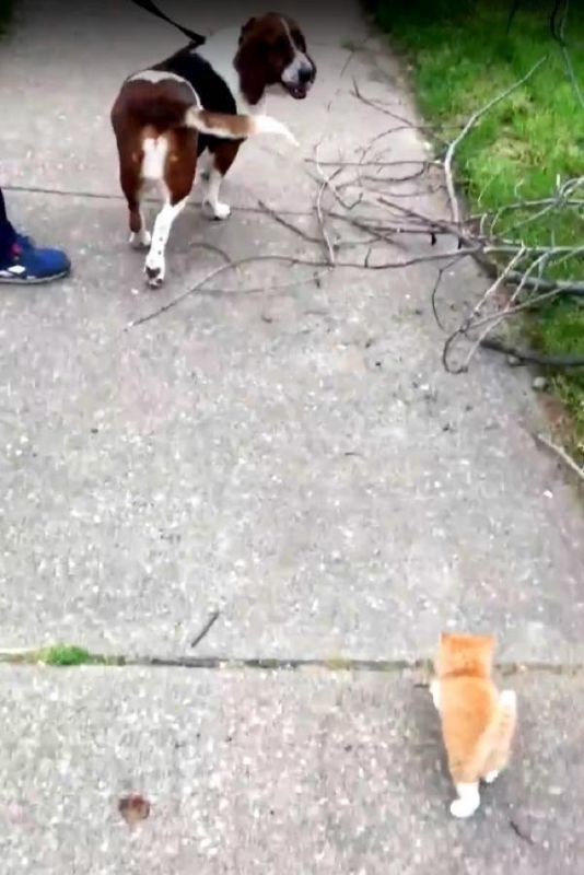Бездомный котенок догнал человека с собакой и пошёл с ними домой