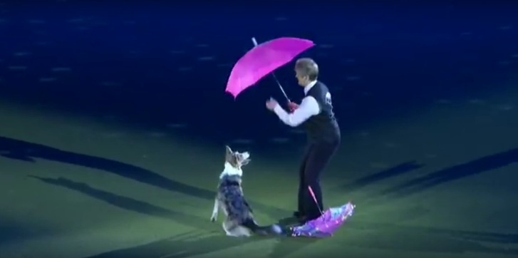 Бесподобный собачий танец под хит «Поющие под дождем»…. Невероятный талант!