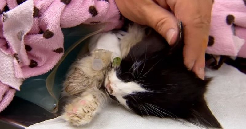 Найденный на стройплощадке, замерзший котенок лежал без сознания. Таким его привезли в больницу…
