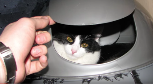 20 фотографий, которые доказывают, что все коты — секретные агенты