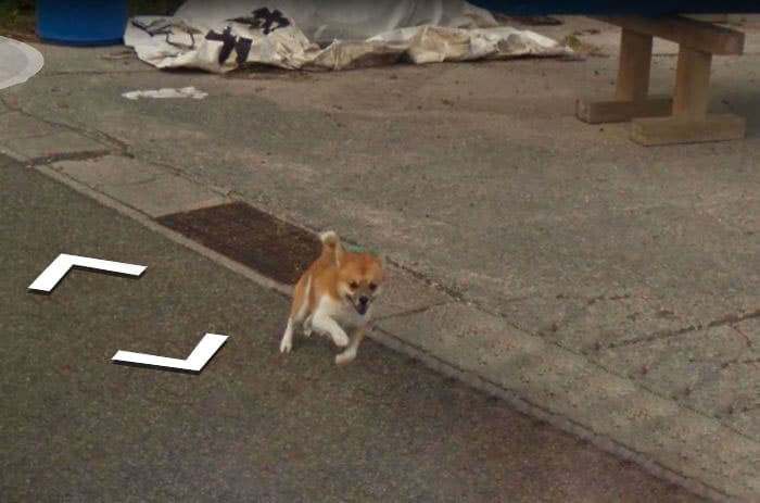Little Dog Follows The Google Earth Car And The Results Will Make Your Day