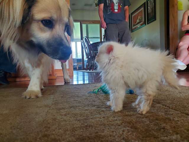 Tiny Kitten Tries Her Best To Look ‘Intimidating’ To Her New Dog Siblings