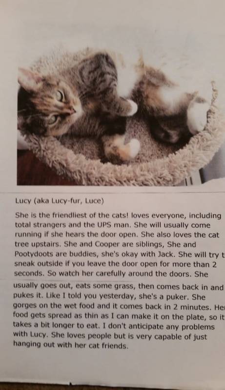 This Kitty Mom Went On Vacation And The Pet Sitter Couldn’t Stop Laughing When She Read The Instructions