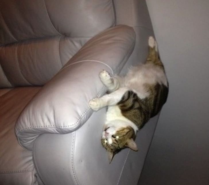 25 Flexible Cats Who Just Won’t Obey The Laws of Physics