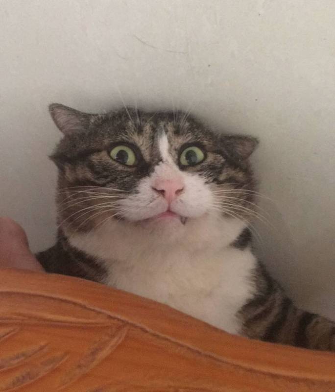Cat’s dramatic reactions make him famous across the Internet