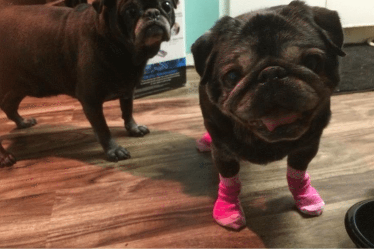 A Pair Of Socks Is All It Takes For This Pug’s Life To Turn Around Completely