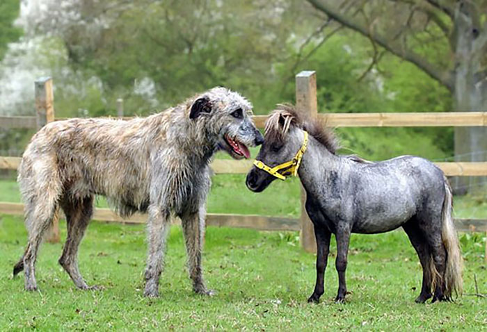 People Are Posting Hilarious Photos Of Their Irish Wolfhounds, And It’s Crazy How Large They Are