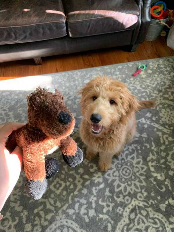 Dad takes puppy’s favorite toy, but he won’t leave the toy for a minute
