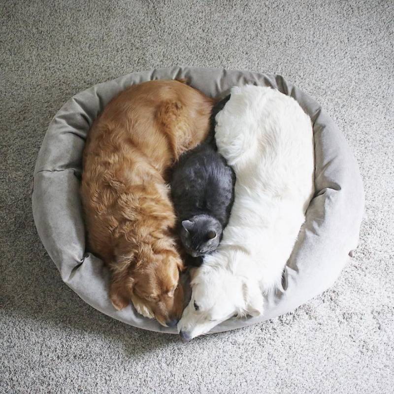 Dogs & Cats Don’t Get Along, Not This Family We Can’t  Believe How They Adore Each Other
