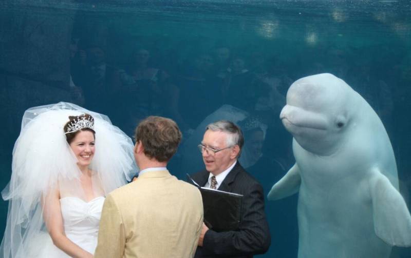 Couple Decided To Get Married At The Zoo — What Could Possibly Go Wrong?