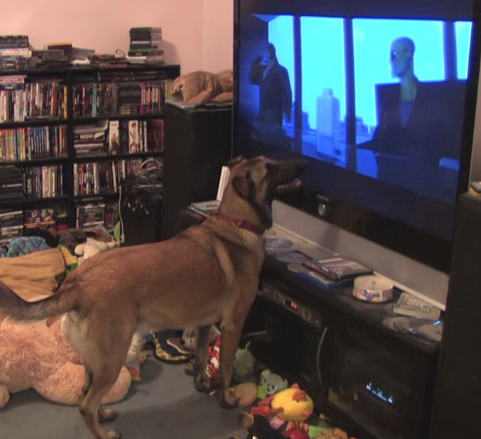 German Shepard Gets So Excited When His Favorite Movie Comes On, It Had Me Rolling On The Floor