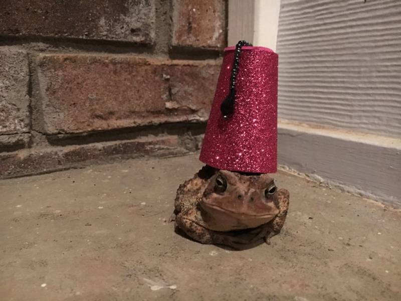 This Guy Makes Toad-ally Awesome Hats For Toad, Pictures Have Gone Viral