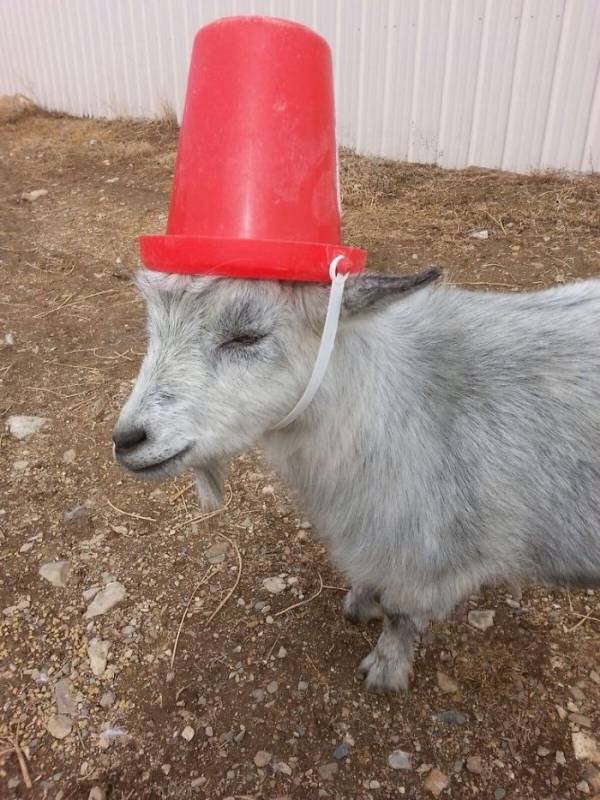 10+ Must See Pictures Of Goats ‘Protecting’ People By Wearing Noodles