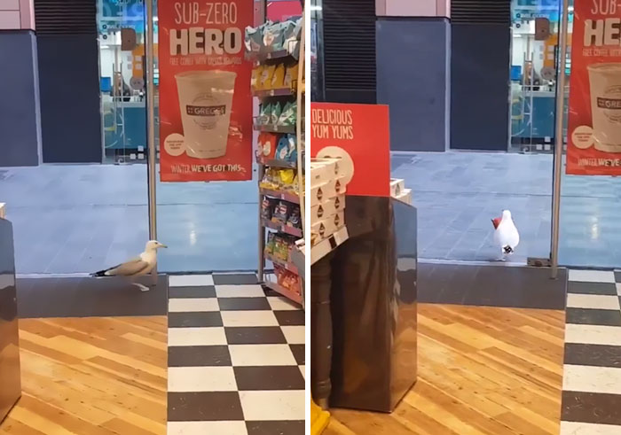 Birds Caught Acting Like Real Jerks And People Are Not Too Happy About It