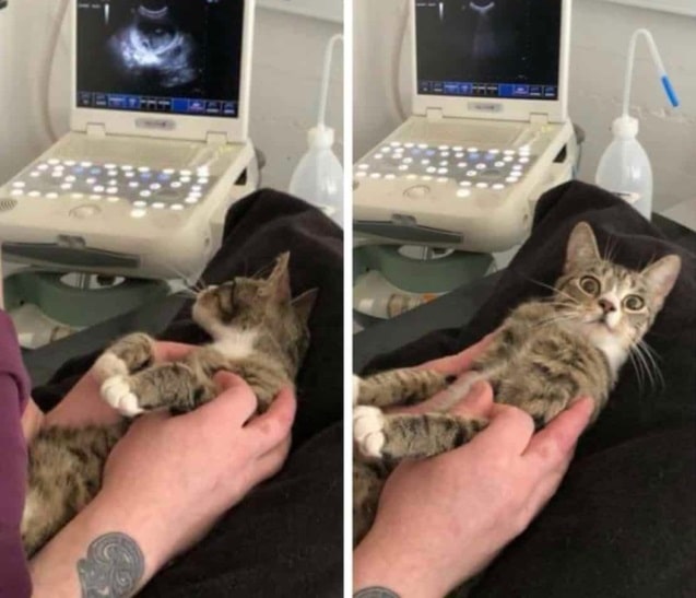 This Cat’s Face When She Learned She Was Pregnant Is So Hilarious, The Post Went Viral