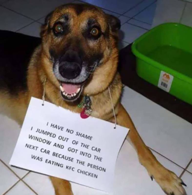 20 Hilarious Dogs Who Are Masters In The Art Of Begging