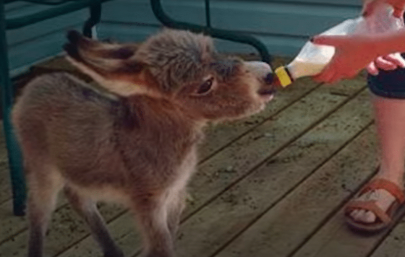 Little Donkey Has Internal “Identity Crisis” And It Has The Internet In Hysterics