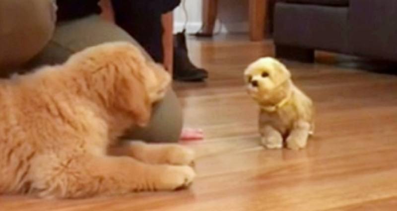 Puppy’s Funny Reaction To Toy Dog Is Pure Gold