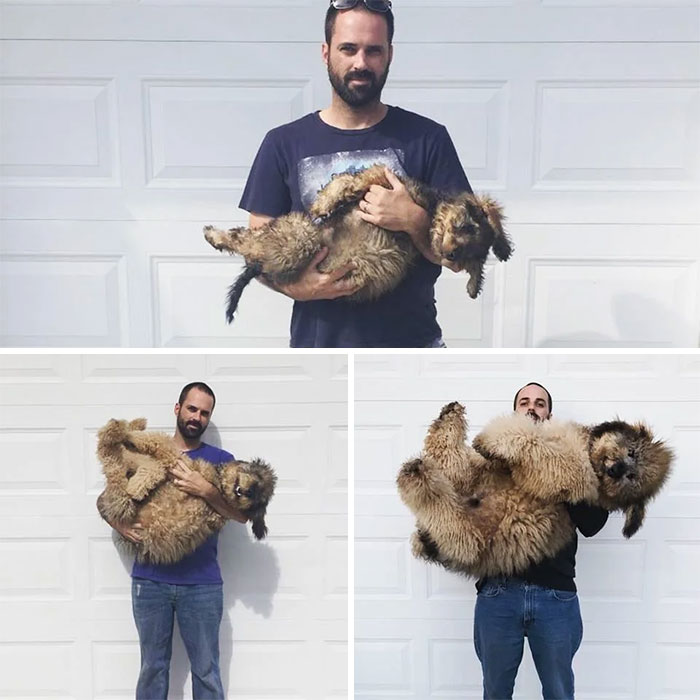 17 pictures that show Golden-doodles are absolutely adorable!