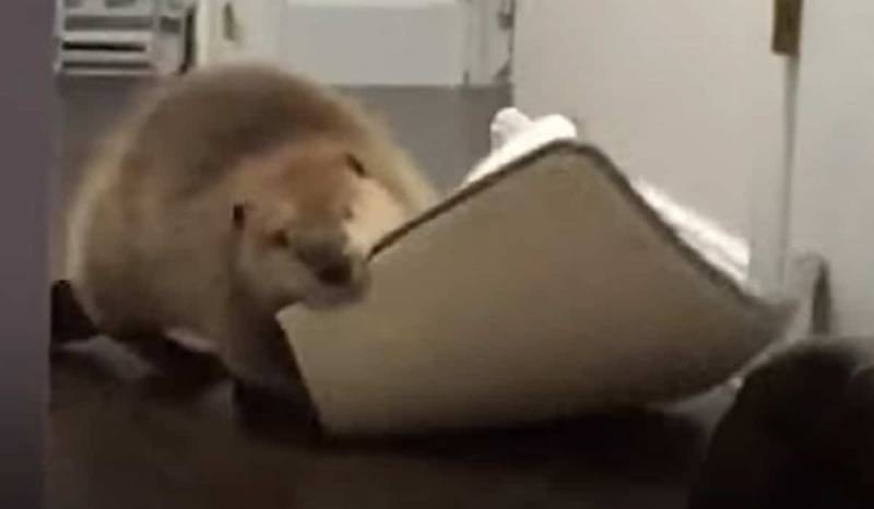 Adorable Rescue Beaver Builds Dams In His House And It’s Too Cute! (VIDEO)