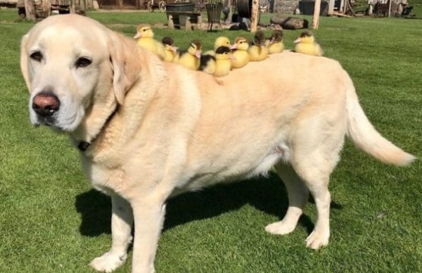 Ducklings Become Orphaned–Dog Steps Up And Becomes ‘Dad’