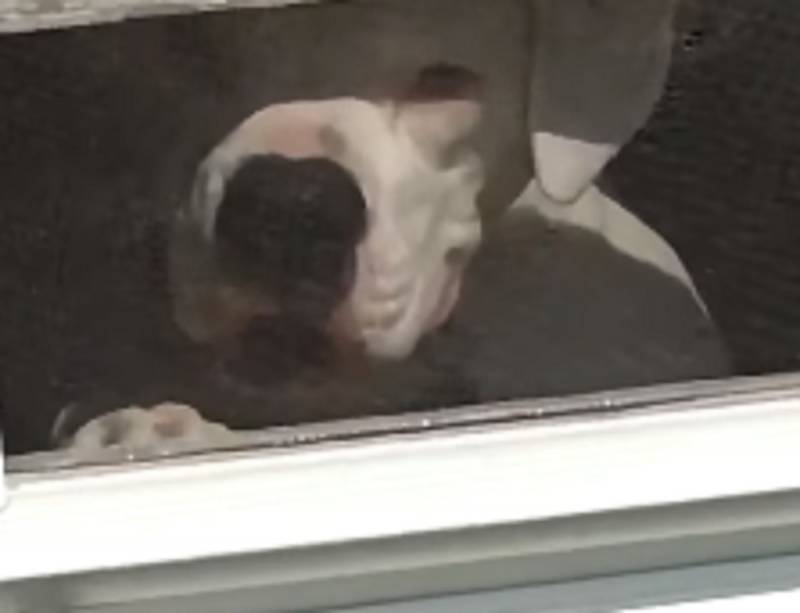 Adorable Boxer Dog Never Lets Her Human Dad Out Of Her Sight