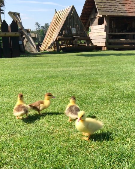 Ducklings Become Orphaned–Dog Steps Up And Becomes ‘Dad’