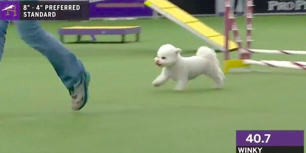 Cute dog “Winky” takes this dog competition slowly