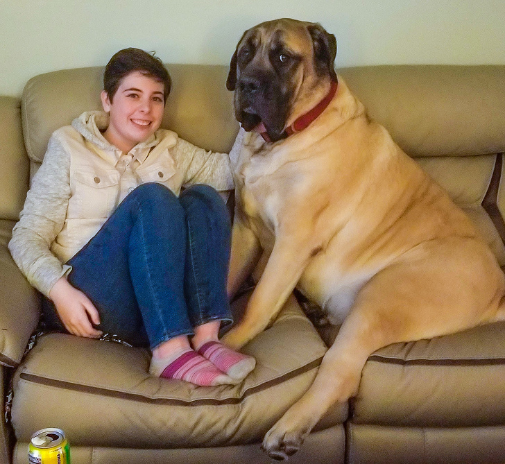 10 + Hilarious Big Dog Pictures You Will Love