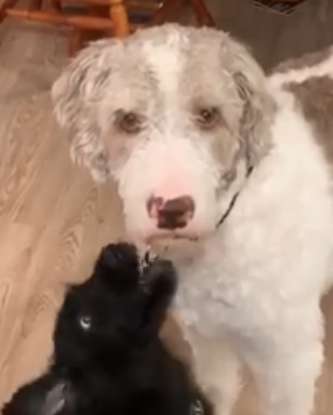 Family gets a new puppy, their dog can’t believe they didn’t ask him before they did