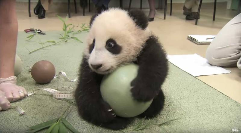 Caretakers Try Take This Baby Panda’s Favorite Ball, He Throws The Most Adorable Tantrum