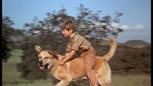 10 Things About ‘Old Yeller’ You Didn’t Already Know