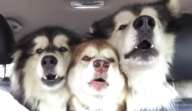 Alaskan Malamutes Join Together In A Song, They Sing In Perfect Harmony