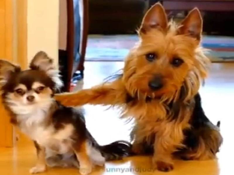 Mom Asks Her Two Dogs A Tough Question–Their Reaction Is Priceless (VIDEO)