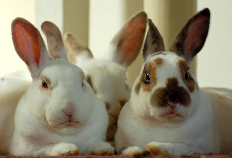 10+ Disapproving Rabbits Who Are Definitely Judging You