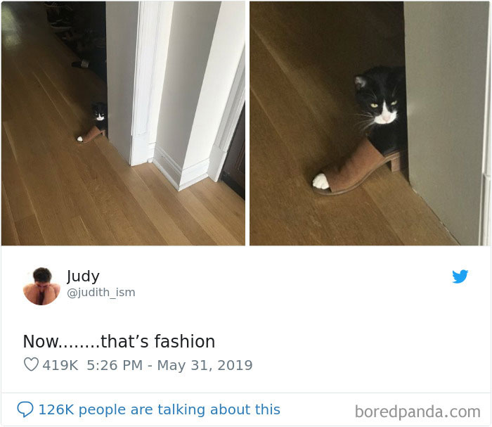 45 hilarious cat tweets